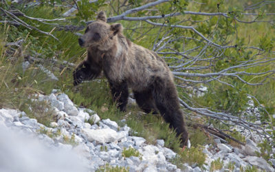 SALVIAMO I MONTI ERNICI!