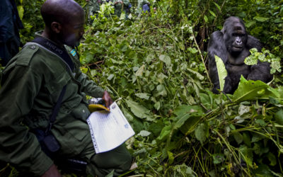 UNA TERRIBILE NOTIZIA DAI VULCANI VIRUNGA, IN CONGO