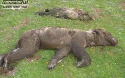 37 TRAPPOLE MORTALI PER L’ORSO, E LO STATO STA A GUARDARE