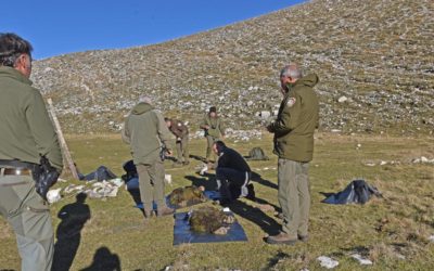 ABRUZZO, TRE ORSI UCCISI DALL’INCURIA