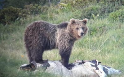 L’ORSO M49, IL PRESIDENTE FUGATTI E LA MONNEZZA DI ROMA