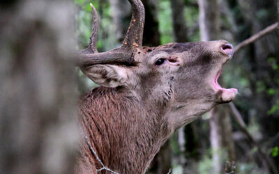 CACCIA AL CERVO SÌ, NO, FORSE. MA CHE FIGURACCIA, CARO ABRUZZO!